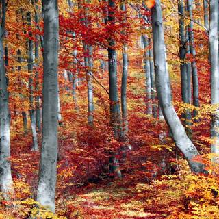 Fall woods wallpaper