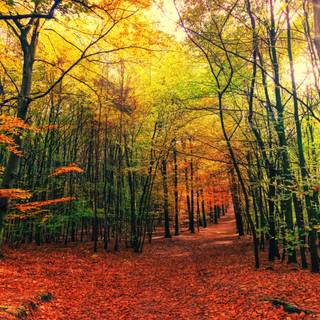 Autumn forest 1920x1080 wallpaper
