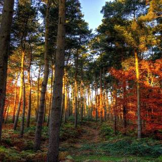 Autumn forest 1920x1080 wallpaper