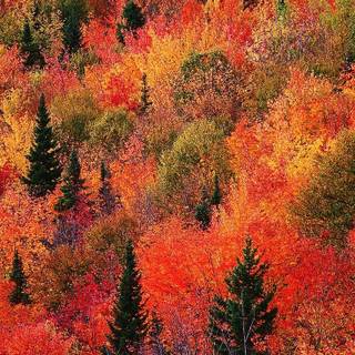 Autumn mobile 4k wallpaper