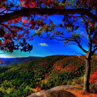 Autumn forest 1920x1080 wallpaper