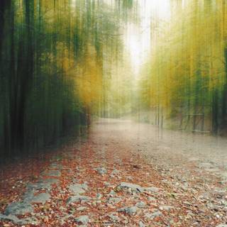 Autumn forest 1920x1080 wallpaper