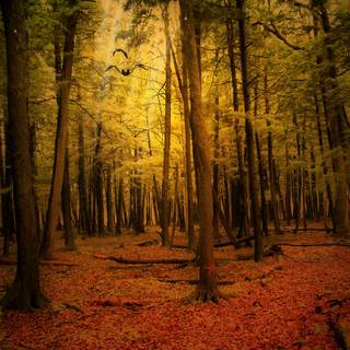 Autumn forest 1920x1080 wallpaper