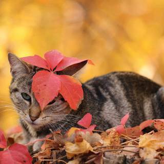 Autumn cat PC wallpaper