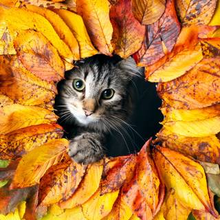 Autumn cat PC wallpaper