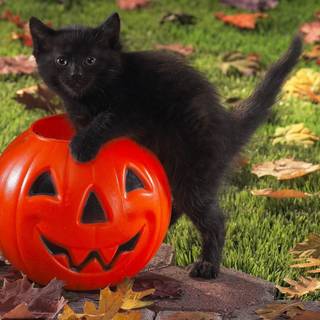 Autumn cat PC wallpaper