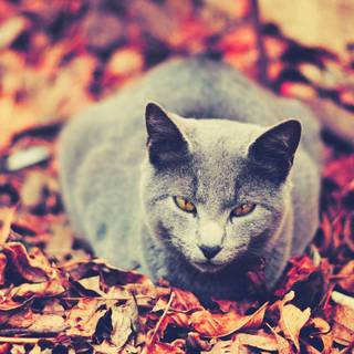 Autumn cat PC wallpaper