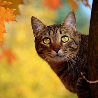 Autumn cat PC wallpaper