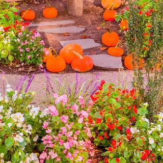 1080x1920 autumn pumpkin wallpaper