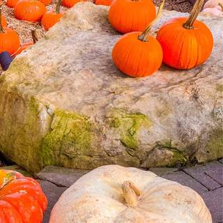 1080x1920 autumn pumpkin wallpaper