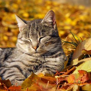 Autumn cat PC wallpaper