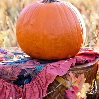 1080x1920 autumn pumpkin wallpaper