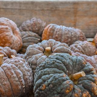 1080x1920 autumn pumpkin wallpaper