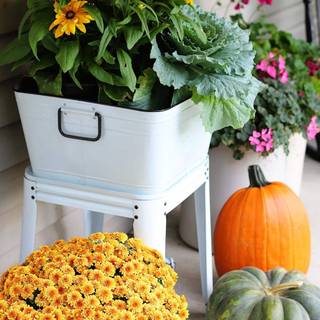 1080x1920 autumn pumpkin wallpaper