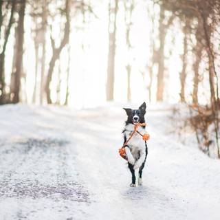 2k winter PC wallpaper