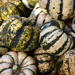 1080x1920 autumn pumpkin wallpaper