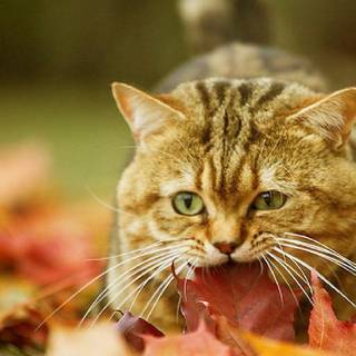 Autumn cat desktop wallpaper