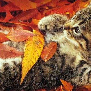 Autumn cat desktop wallpaper