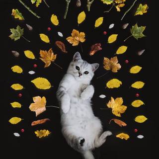 Fantasy autumn cat wallpaper