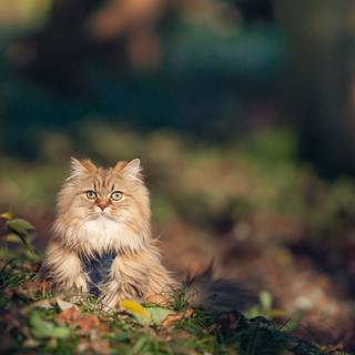 Autumn cat desktop wallpaper