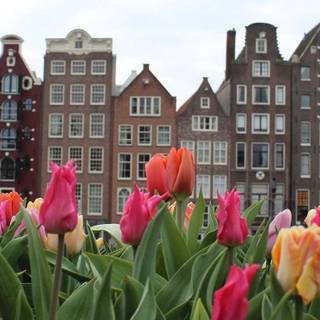 Amsterdam Netherlands tulips and canals wallpaper