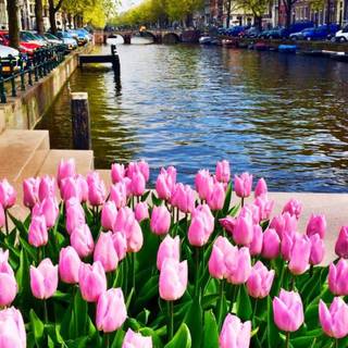 Amsterdam Netherlands tulips and canals wallpaper