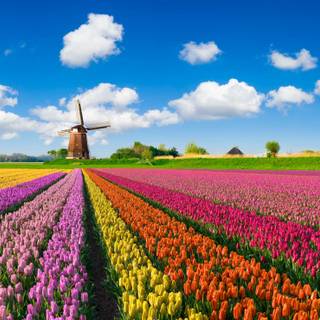 Amsterdam Netherlands tulips and canals wallpaper