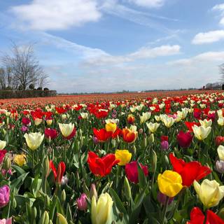 Amsterdam Netherlands tulips and canals wallpaper