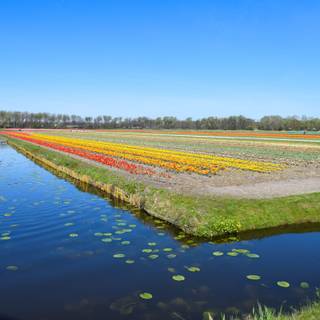 Amsterdam Netherlands tulips and canals wallpaper