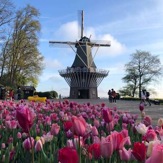 Amsterdam Netherlands tulips and canals wallpaper