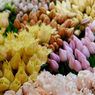 Amsterdam Netherlands tulips and canals wallpaper