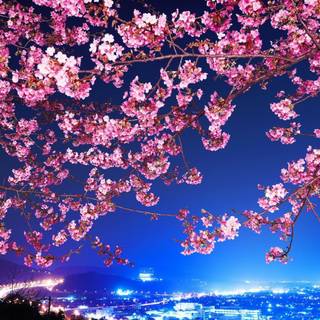Sakura tree wallpaper