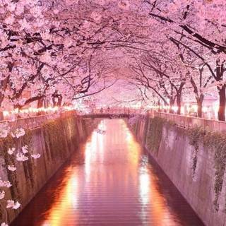 Sakura tree wallpaper