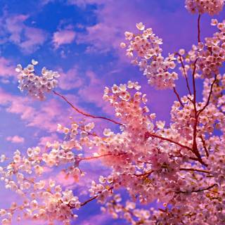 Sakura tree wallpaper