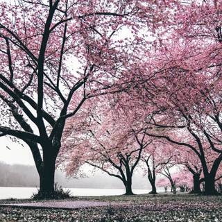Sakura tree wallpaper