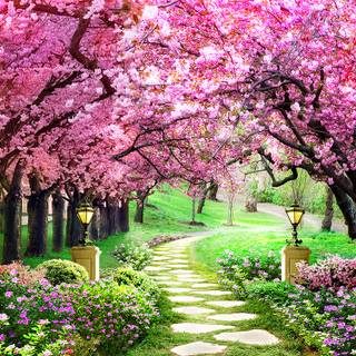 Sakura tree wallpaper