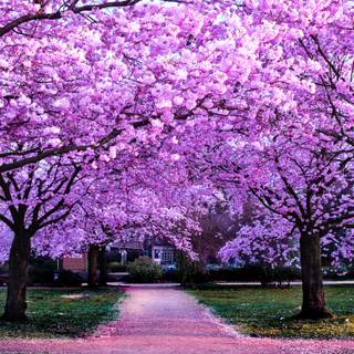 Sakura tree wallpaper