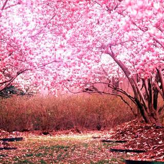 Sakura tree wallpaper