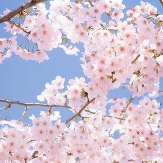 Sakura tree wallpaper