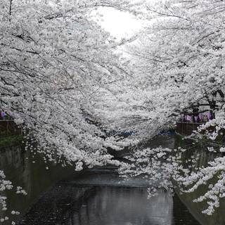 Sakura tree wallpaper