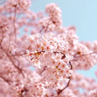 Sakura tree wallpaper
