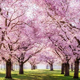 Sakura tree wallpaper