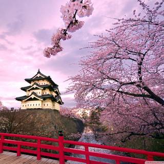 Sakura tree wallpaper