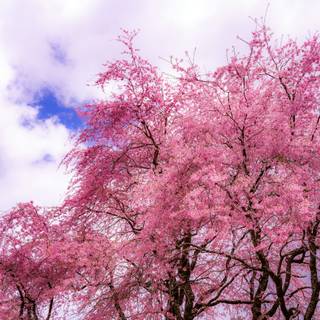 Sakura tree wallpaper