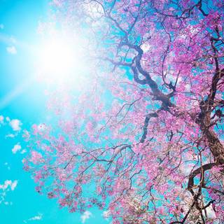 Sakura tree wallpaper