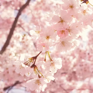 Sakura tree wallpaper