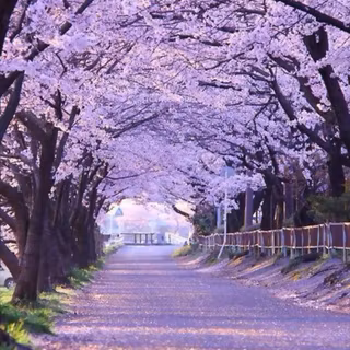 Sakura tree wallpaper