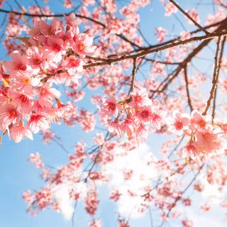 Sakura tree wallpaper