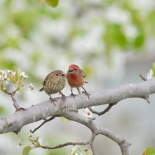 Finch wallpaper