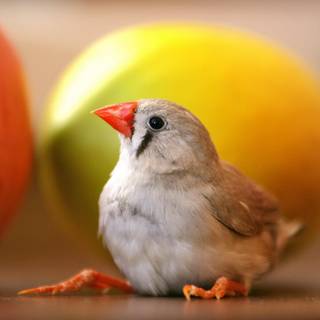 Finch wallpaper